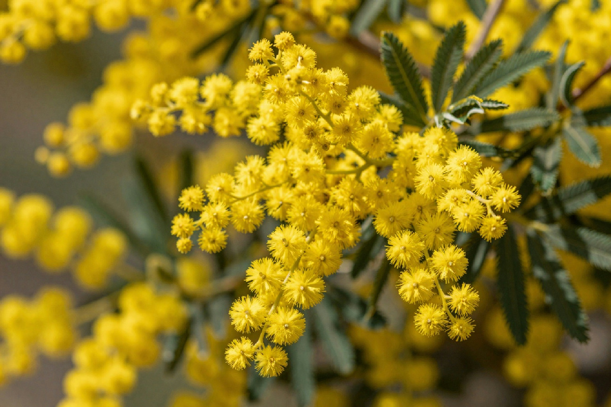 Come prendersi cura di una pianta di mimosa e recuperarla in modo semplice e efficace