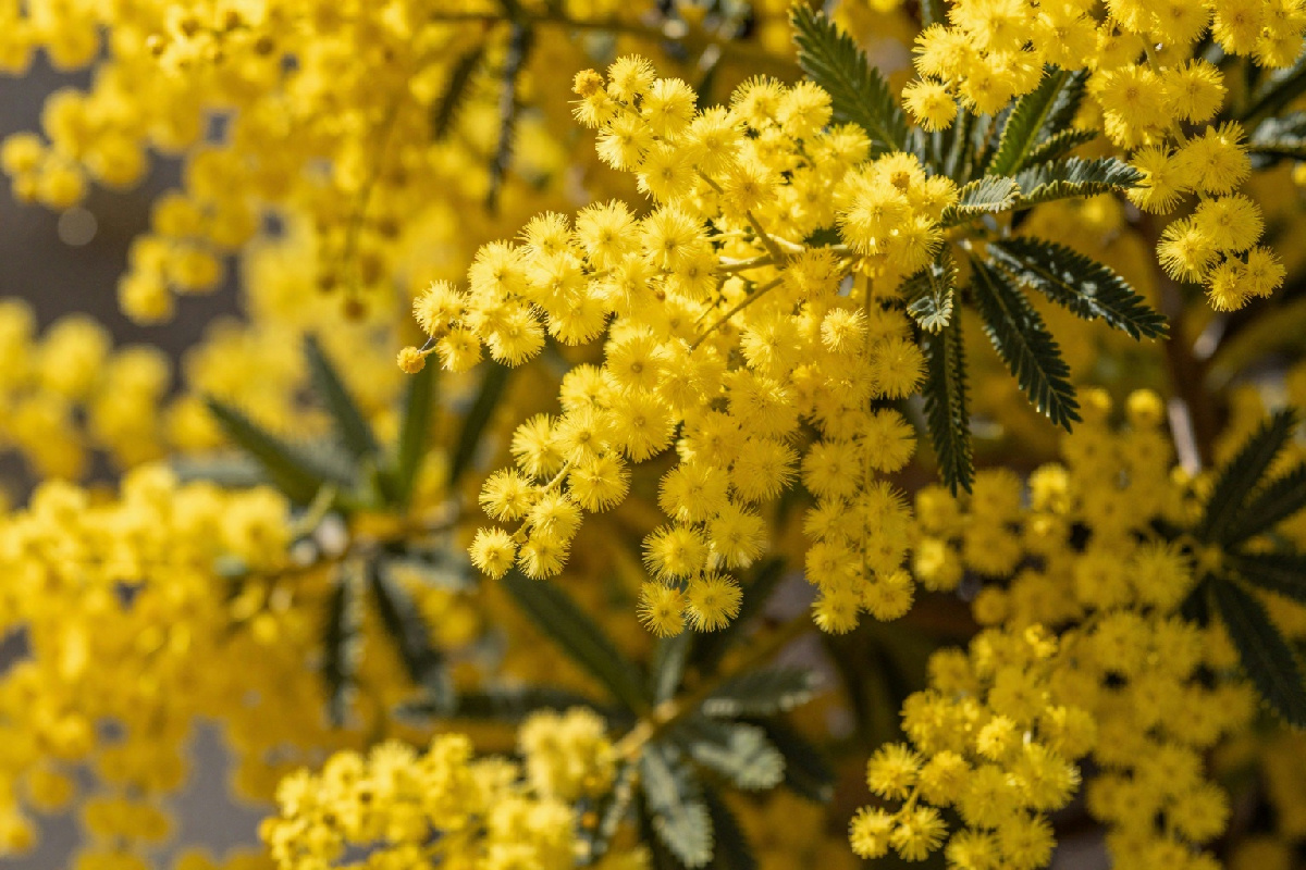 Fiorire con la mimosa: il momento ideale per far rinascere il tuo spazio verde